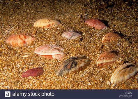 Venus Clam Stock Photos And Venus Clam Stock Images Alamy