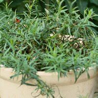 Growing Herbs In Containers