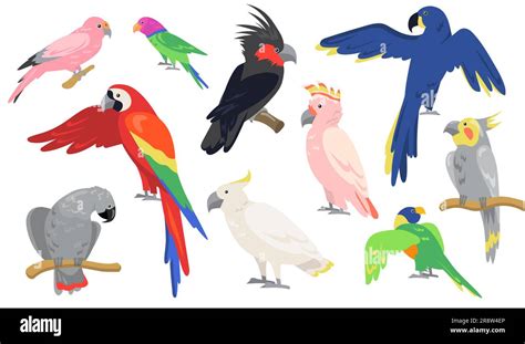 Colorful Parrots Set Stock Vector Image And Art Alamy