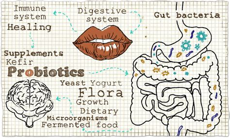 The Importance Of Gut Health Pure Nootropics