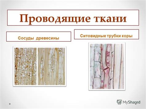 Презентация на тему: "Ткани Ткани МБОУ «Ахметьевская ООШ» Алькеевского ...