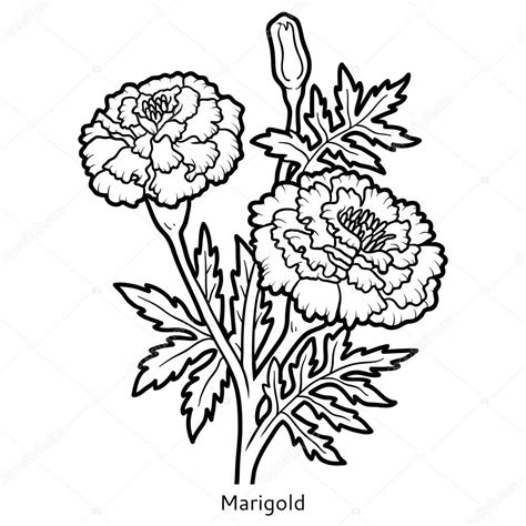 Marigold Botanical Illustration Sketch Coloring Page