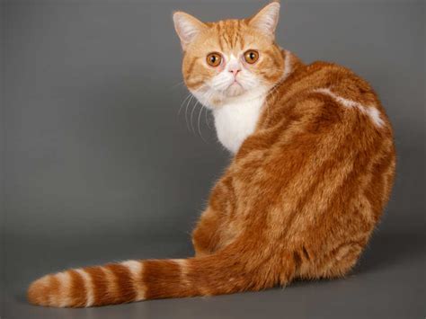 Orange Tabby Short Hair