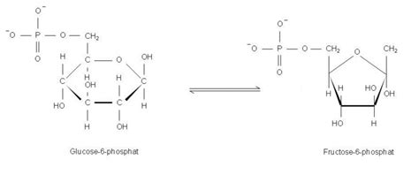 Isomerisierung Von Glucose 6 Phosphat Zu Fructose 6 Phosphat Doccheck