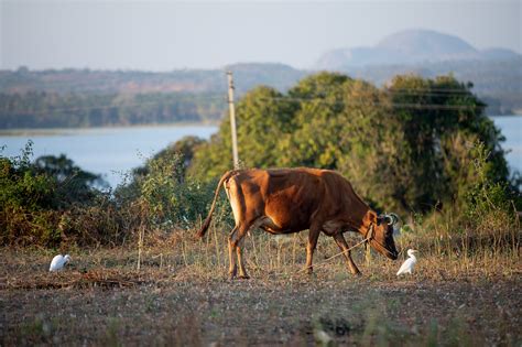 Cow Cattle Farm Free Photo On Pixabay Pixabay