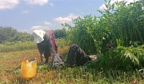 Le FTDES organise une foire nationale dédiée aux ouvrières agricoles