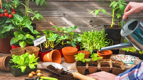 Como Cultivar Temperos Em Casa Aprenda A Plantar E Cuidar Casa Ig