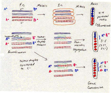 Recombination, Genetic; Genetic Recombination