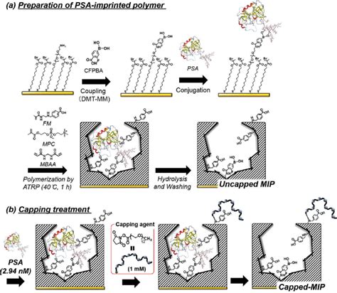 Scheme Synthesis Of Molecularly Imprinted Polymer With Conjugated