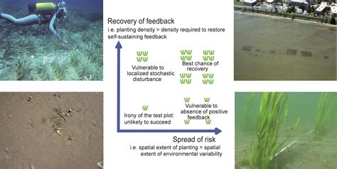 Global Analysis Of Seagrass Restoration The Applied Ecologist