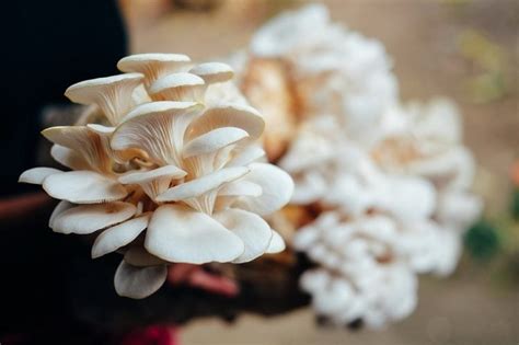 12 Edible Mushrooms In Missouri To Make Delicious Cuisines