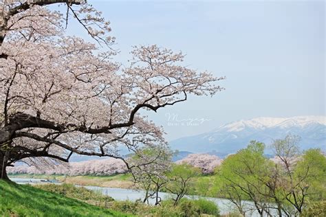 白石川堤一目千本櫻，與藏王連峰交織的絕景，連綿八公里的河畔櫻花大道 宮城櫻花名所 Dribs And Drabs