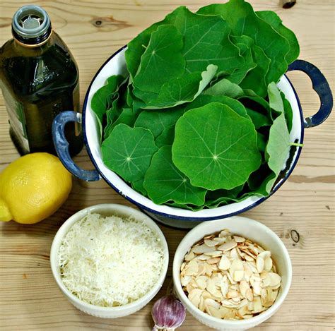 How To Make Quick And Easy Nasturtium Pesto • Craft Invaders