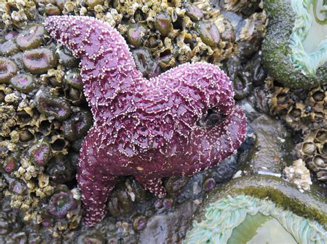 Intertidal Zone Starfish