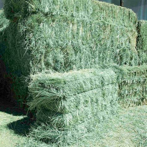 Premium Teff Grass Hay For Sale — Conway Feed And Supply