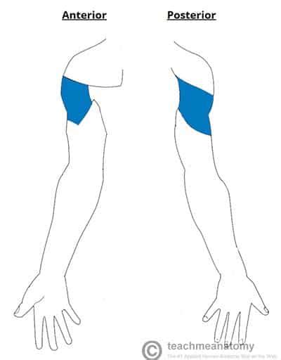 The Axillary Nerve - Course - Motor - Sensory - TeachMeAnatomy