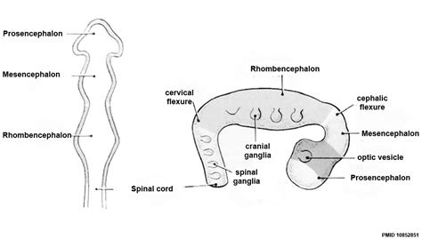 Lecture Ectoderm Development Embryology