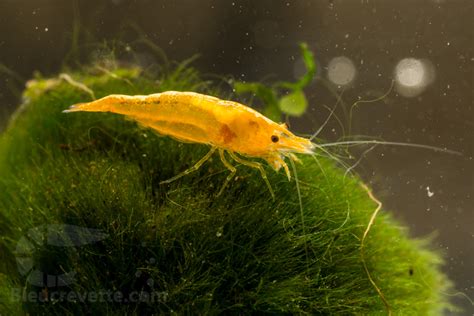 Les Crevettes Neocaridina Davidi Conseils D Levage Des Crevettes D