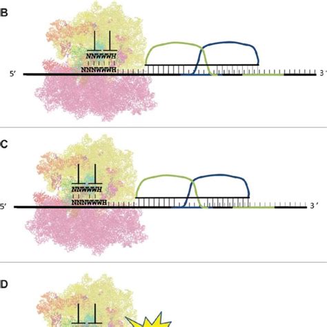 ¡1 PRF signals: structure and mechanism. (A) A typical ¡1 PRF signal is ...