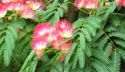 The Strangely Bizarre Mimosa Tree – Hobby Farms