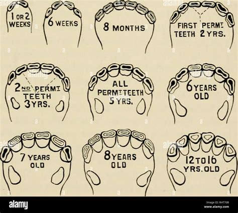 Horse Teeth Age