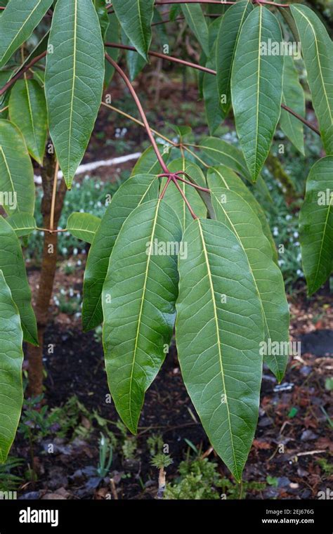 Schefflera Delavayi Delavays Schefflera Stock Photo Alamy