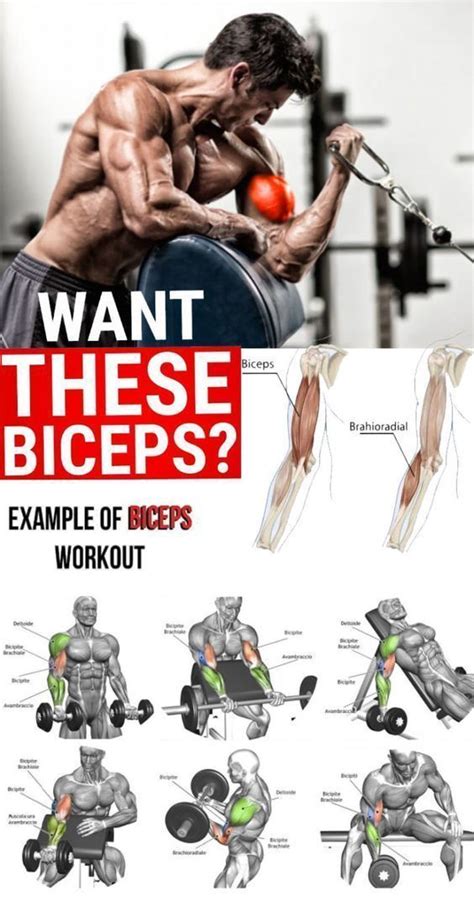 Rutina De Ejercicios Que Te Ayudan A Ganar Masa Muscular Biceps