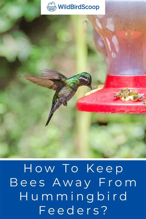 How To Keep Bees Away From Hummingbird Feeders 7 Top Tips