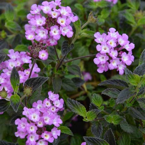 Lantana montevidensis (Purple Trailing Lantana) – Ricardo's Nursery