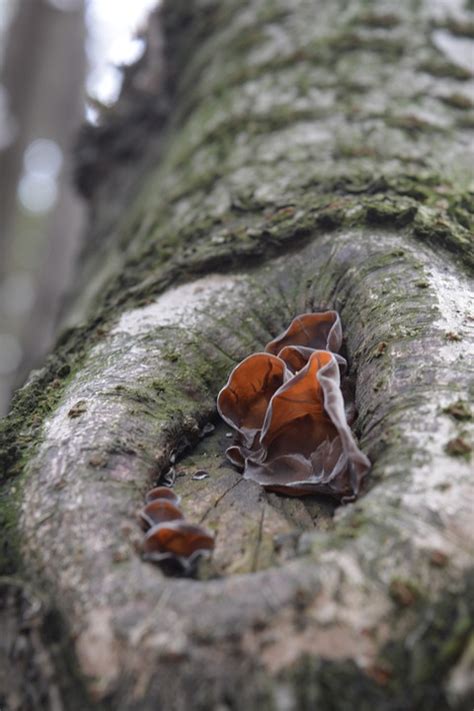 Tree Fungus - Free photo on Pixabay - Pixabay