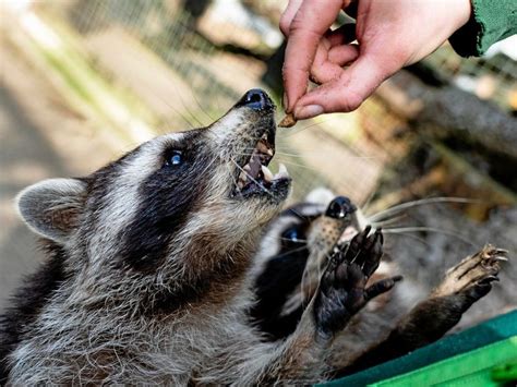 Waschbären breiten sich in Niedersachsen aus