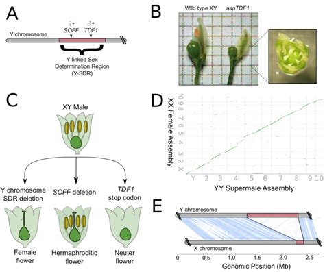 The Structure And Sex Determination Function Of The Garden Asparagus Y