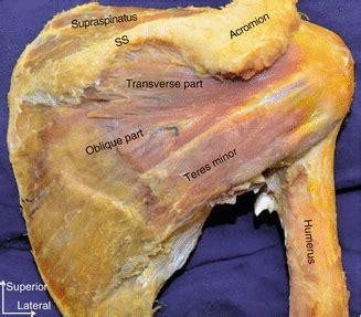 Subscapularis Muscle Cadaver