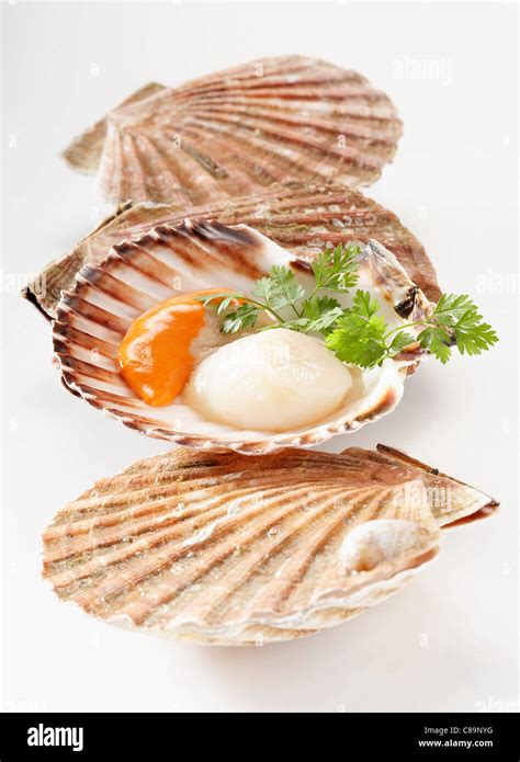 Raw Scallops In Their Shells Stock Photo Alamy