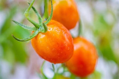 Planta De Tomates Maduros Vermelhos Frescos Pendurados No Crescimento