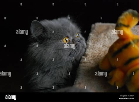 Persian Cat Playing With His Toy Stock Photo Alamy