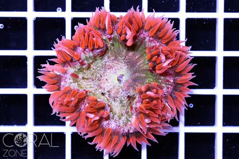 Epicystis Crucifer Ultra Flower Anemone CORAL ZONE