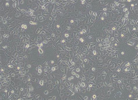 znf586 Knockout TE1 Cell Pool 粒曼生物科技武汉有限公司 CRISPR KO Pool现货 基因敲