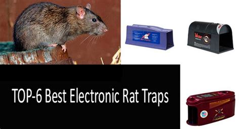 7 Best Rat Traps That Works Effectively [updated 2022] Buyer S Guide