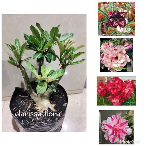 Jual Adenium Tumpuk Cabang Seribu Bonsai Bunga Cantik Tanaman Hias