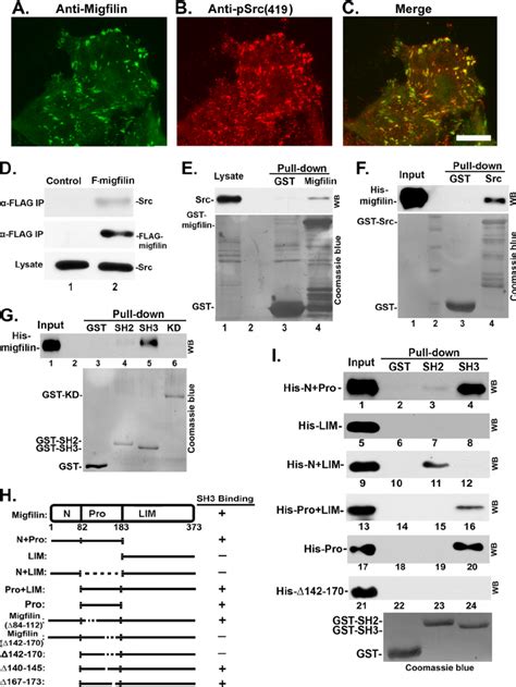 Migfilin Co Localizes With And Directly Binds To Src A And B MCF 10A