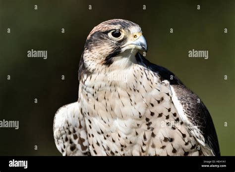 Portrait Of A Lanner Falcon At The Center For Birds Of Prey November 15