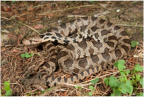 Flickriver Photoset Pantherophis Vulpinus By Pierson Hill