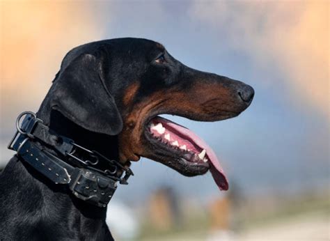 130+ Doberman Attack Stock Photos, Pictures & Royalty-Free Images - iStock