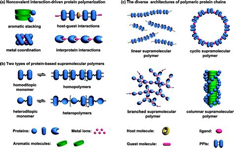 Protein Based Supramolecular Polymers Progress And Prospect Chemical