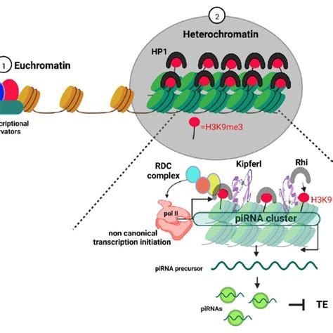 Schematic Diagram Illustrating Euchromatin And Heterochromatin