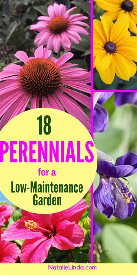 18 Low Maintenance Perennials For Your Garden Landscaping Plants Lawn And Garden Low