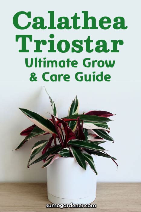 Calathea Triostar Ultimate Grow Care Guide Sumo Gardener