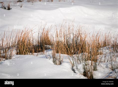 Moorland Grass Tufts Poking Through The Snow In The Yorkshire Dales With Sunlight Catching The