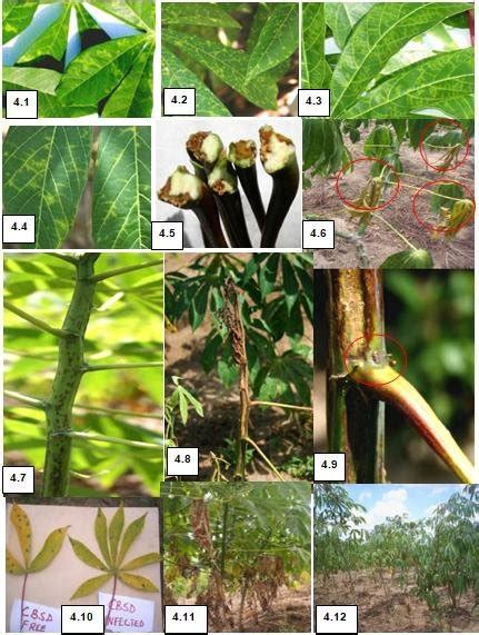 1 Foliage And Stem Symptoms Of Cbsd On Diseased Plants Plates